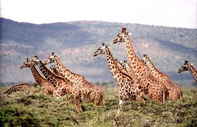 Group of giraffes