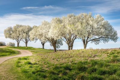 Bradford pear trees on grass landscape