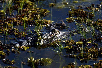 High angle view of crocodile in lake