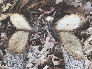 Close-up of log on log