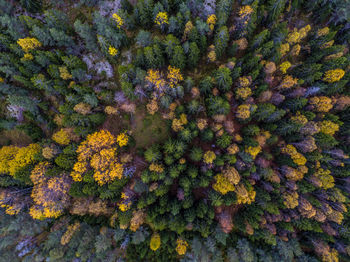 Full frame shot of multi colored leaves