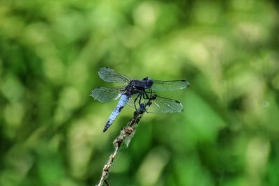 Close-up of dragonfly on plant