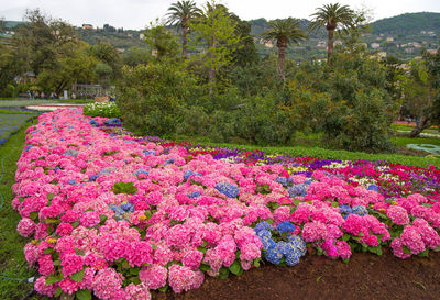 Pink flowering plants in park