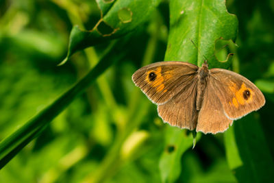 Butterfly on leaf