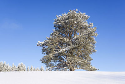 Low angle view of tree against clear blue sky during winter