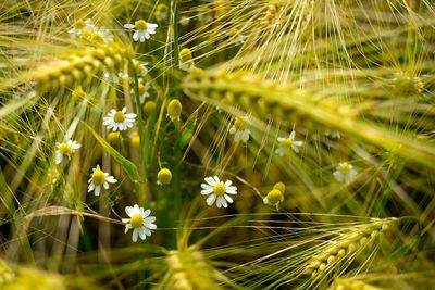 Close-up of dandelion