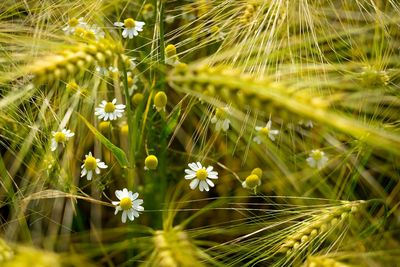 Close-up of wheat daisies on farm