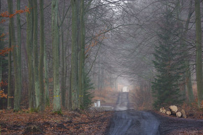 Trees in forest during autumn