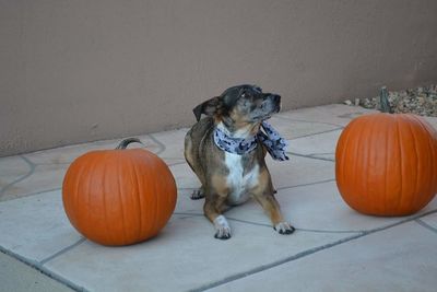 Dog on floor amidst pumpkins against wall