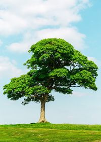 Tree on field against sky