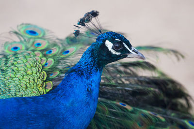 Close-up of peacock