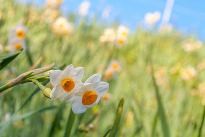 Close-up of white flowering plant in field