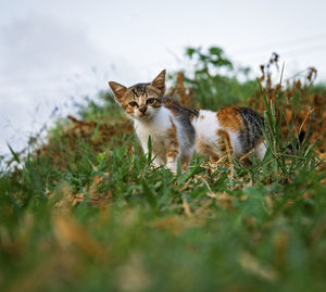 Cat lying on grass