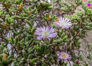 Close-up of purple flowering plants