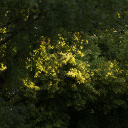 Yellow flowers growing on tree