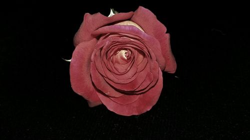 Close-up of red rose over black background