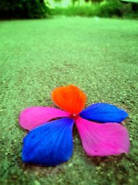 Close-up of flower against blurred background