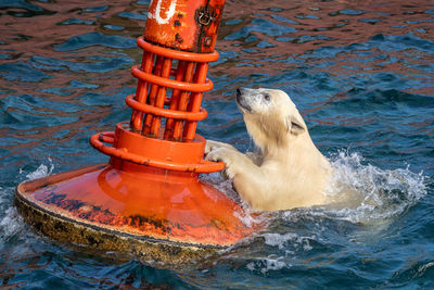 Playing icebear with buoy