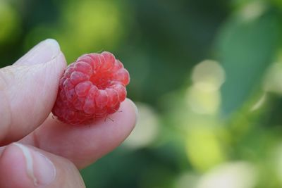 Close-up of hand holding flower