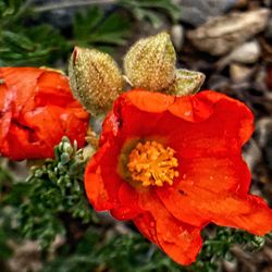 Close-up of red flowers