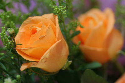 Close-up of orange rose blooming outdoors