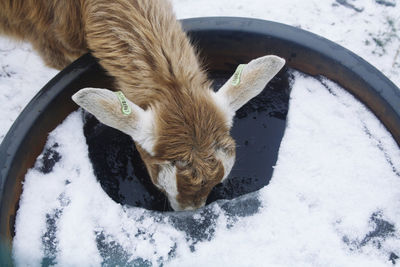 High angle view of a goat drinking