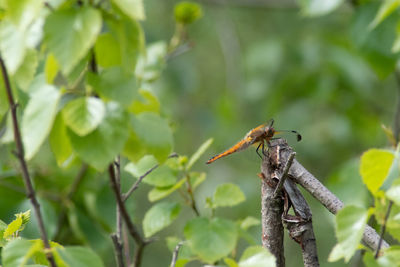 Close-up of insect on plant