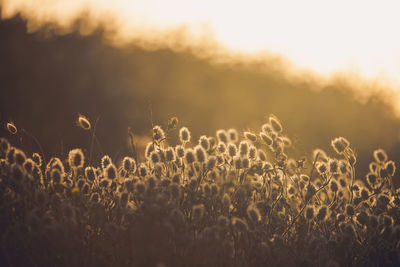 Close-up of crops growing on field against sky