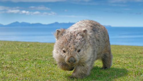 Wombat looking cute and fluffy grazing during the day at maria island, tasmania, australia.