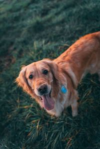 High angle view of dog on field