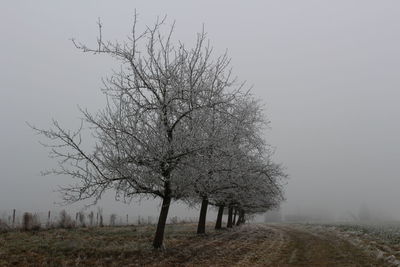 Tree against sky