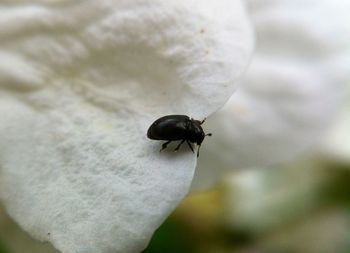 Close-up of ladybug on leaf