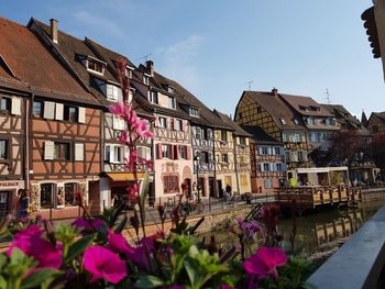 Pink flowering plants by building against sky