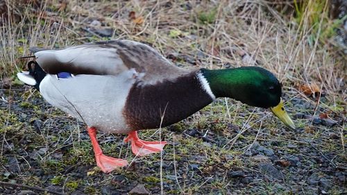 Close-up of duck on field