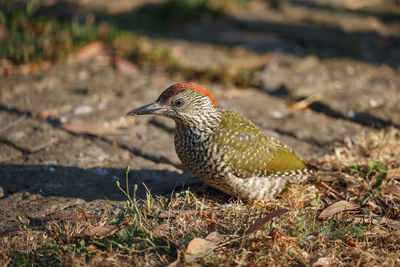 Close-up of a bird perching on a field