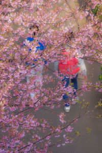 Close-up of pink cherry blossom tree