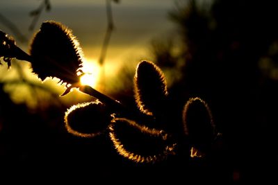 Close-up of flowering plant on field during sunset