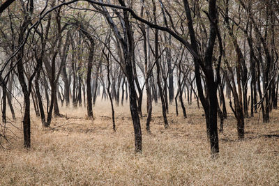 Bare trees in forest