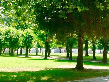 Trees in park