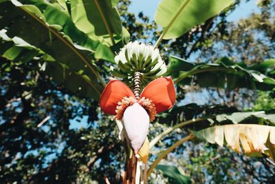 Close-up of flowers blooming on tree