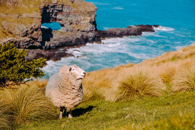 View of sheep on shore