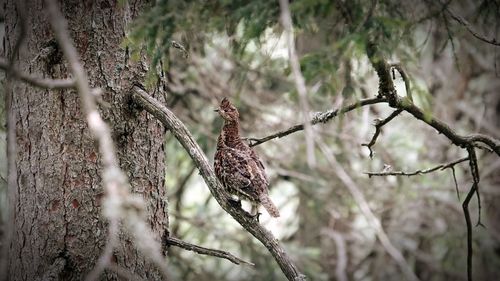 Close-up of bird perching on branch