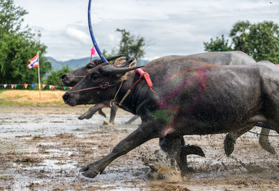 Side view of a horse on a field