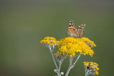 Close-up of butterfly pollinating on flower