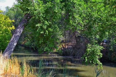 Trees by lake in forest