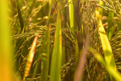 Close-up of wheat growing on field