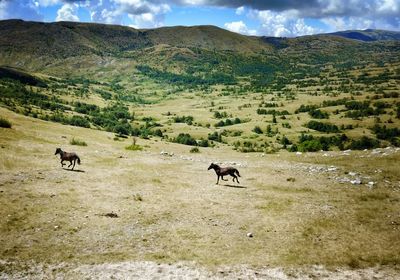 Horses grazing on field against mountains