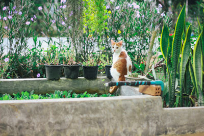 Cat sitting in yard