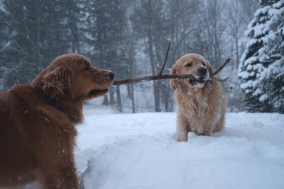 Dogs on snow covered landscape during winter