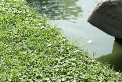 High angle view of plants in lake